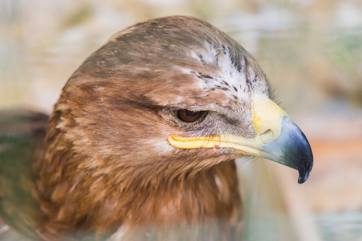 Птицы. Photomantis