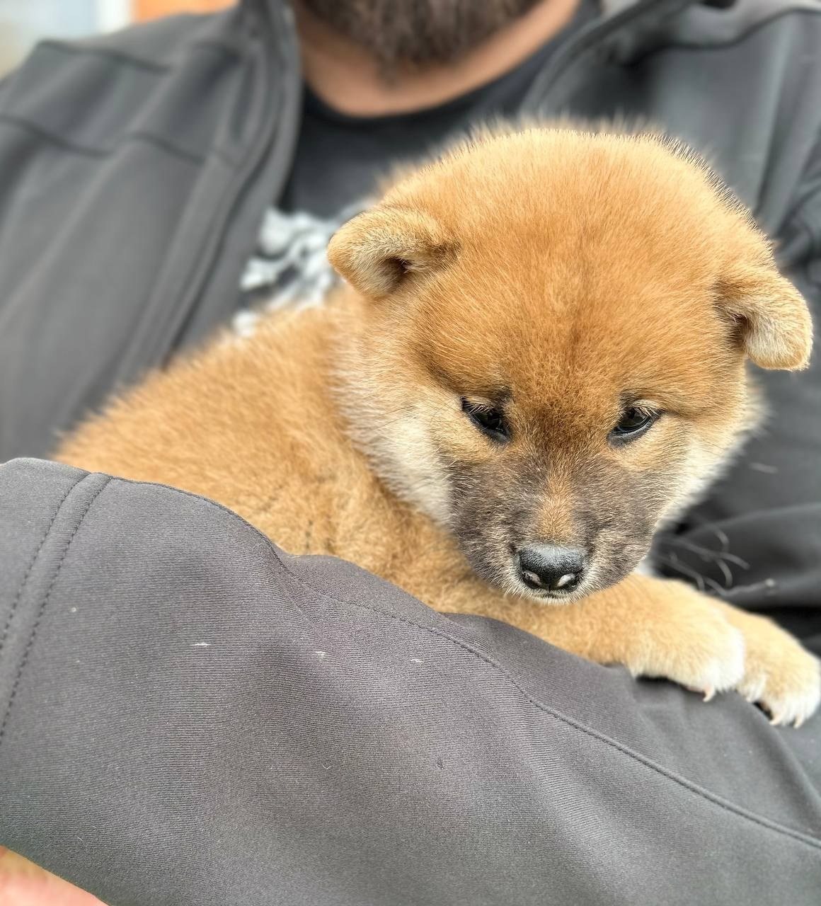 сиба питомник Рубилайт щенки на продажу rubylight  сиба щенки купить СПб Санкт-Петербург