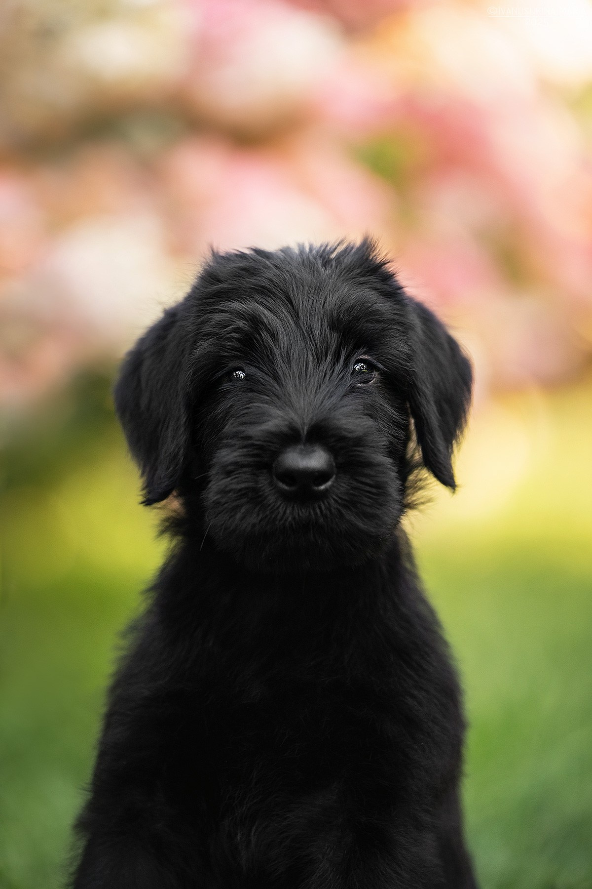 Фотосессия щенков на продажу. Фотограф собак в Москве и Московской области Иванушкина Мария