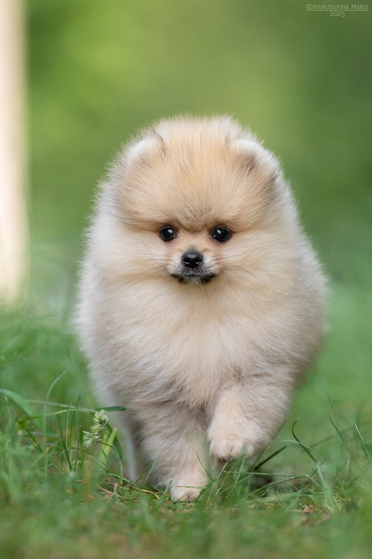 Фотосессия щенков на продажу. Фотограф собак в Москве и Московской области Иванушкина Мария