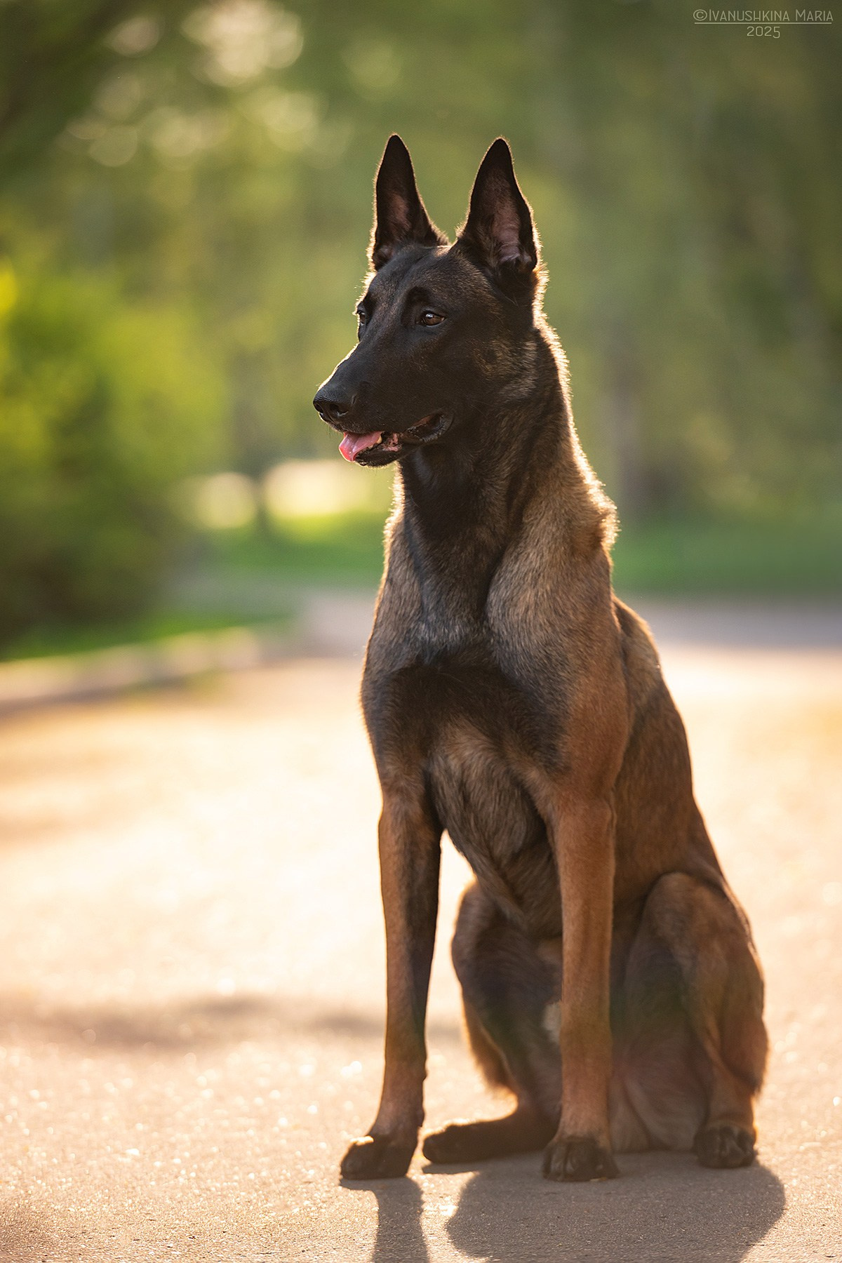 Фотограф-анималист. Фотограф собак в Москве и Московской области Иванушкина Мария