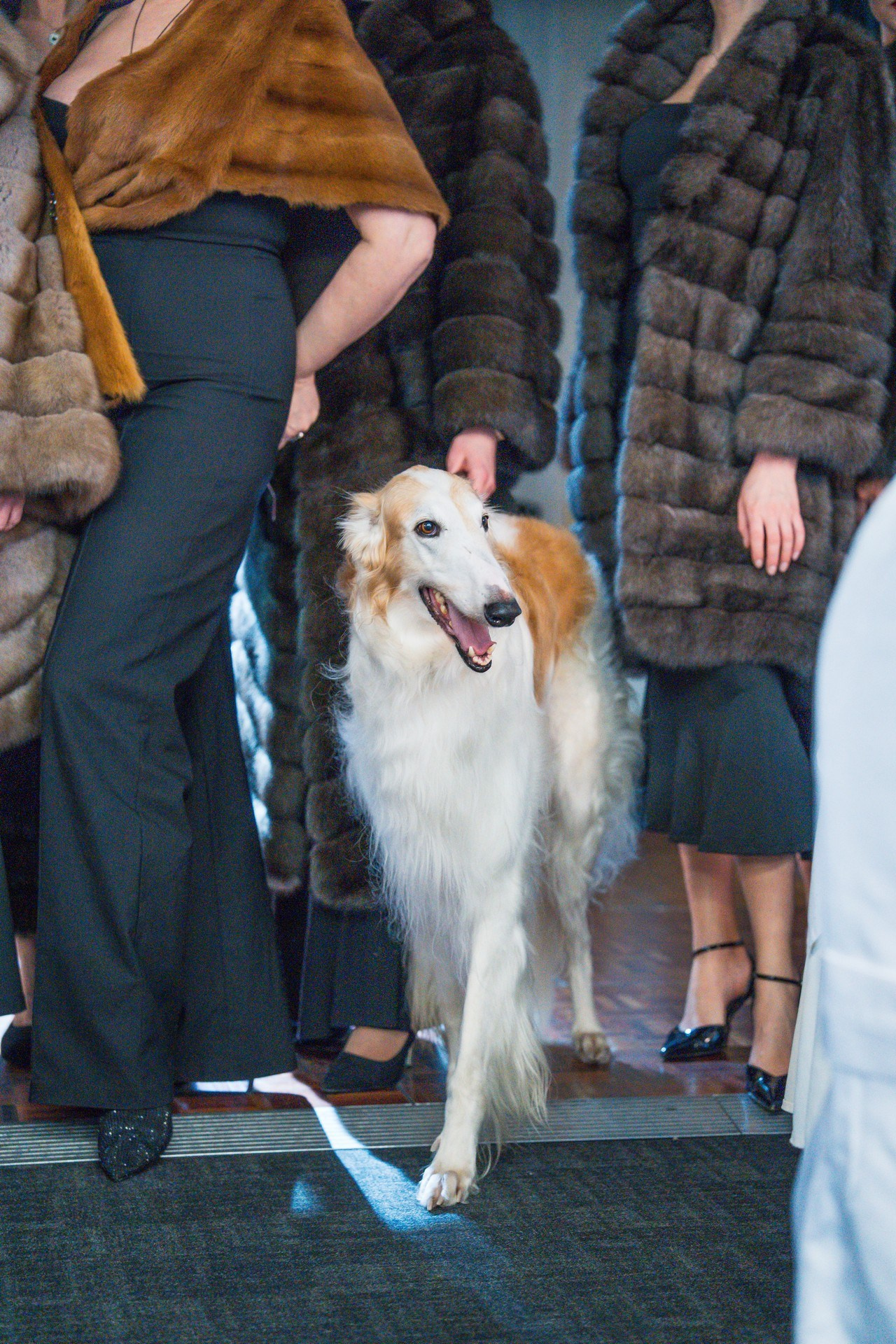 Русьпушнина. Репортажная съёмка в Санкт-Петербурге, Константин Петров