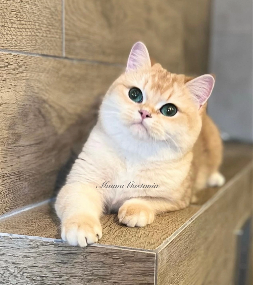 Grace. Mauna Gastonia