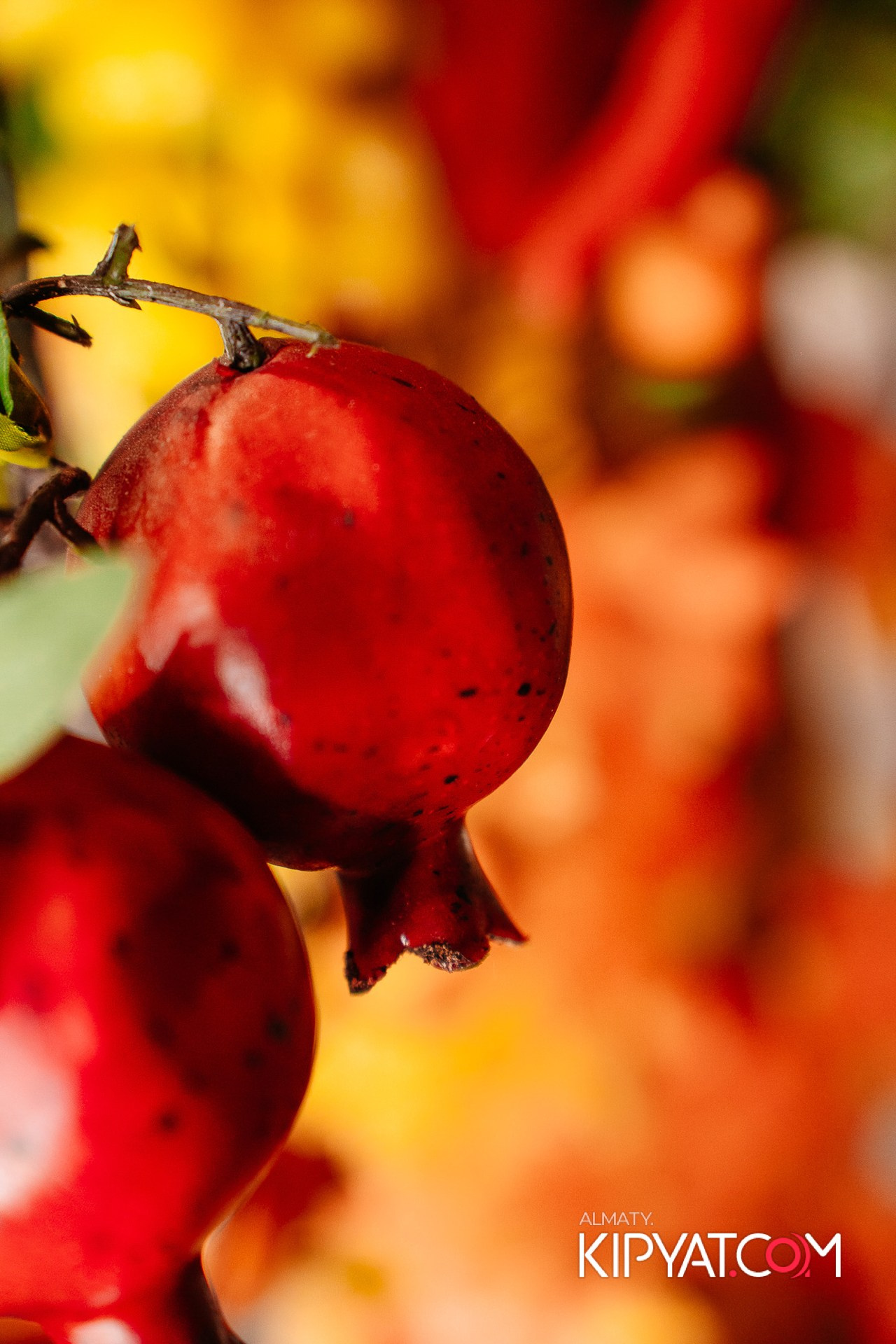 ВАХТАНГУРИ. КИПЯТКОМ АЛМАТЫ!