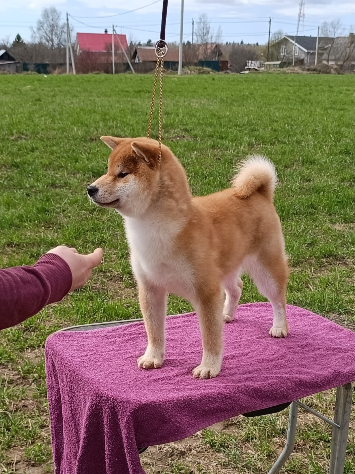 Rubylight Bella * Белла. Американская акита I Сиба ину I Питомник RUBYLIGHT