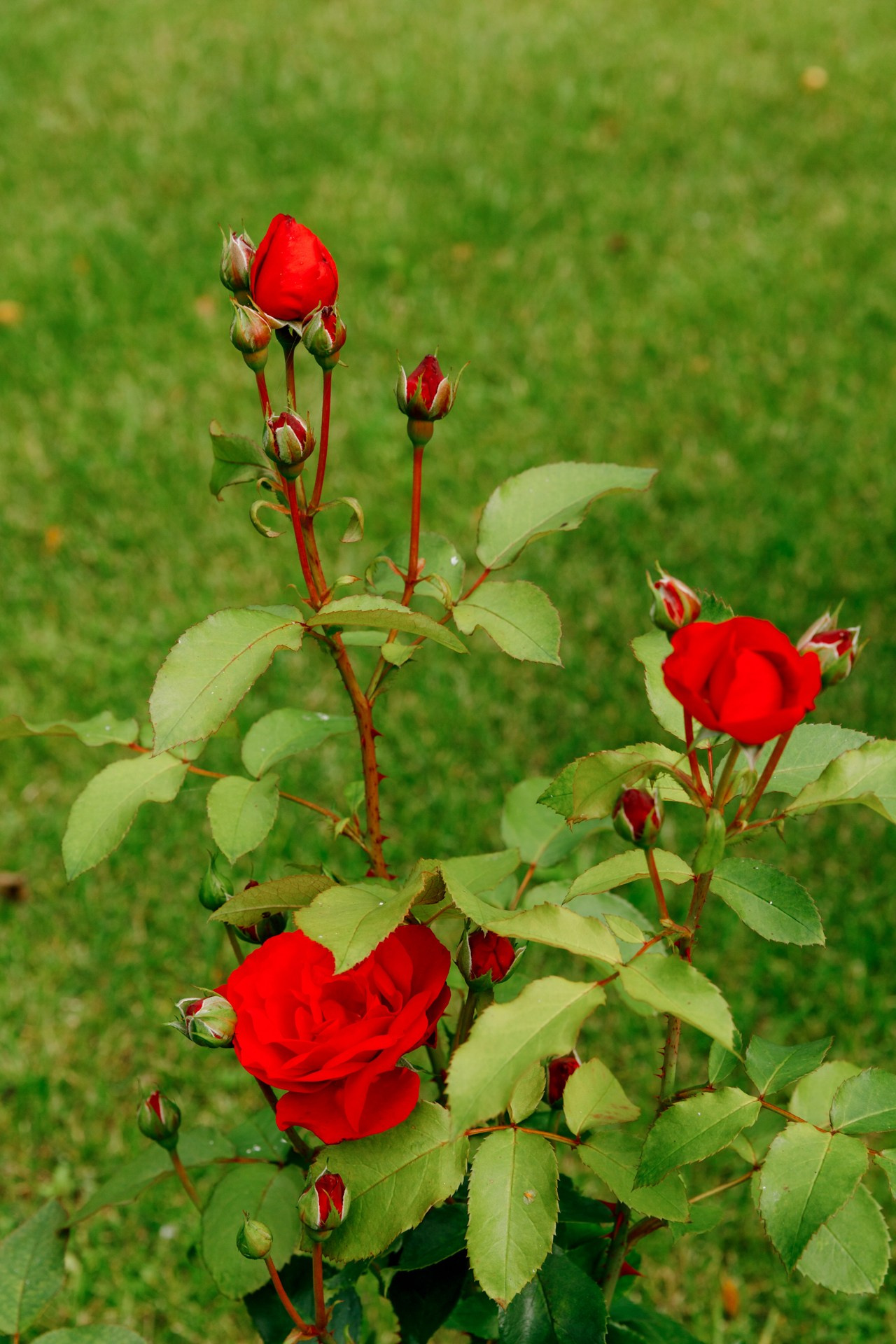 Загородный дом. Ландшафтный дизайн. Репортажный фотограф в Санкт-Петербурге Жолудев Владислав