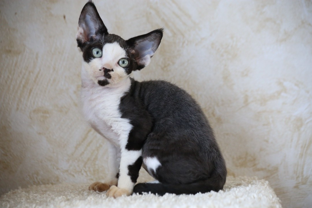 DRX, n 03 котик. Nevskiy Favorite — питомник девон-рексов в Санкт-Петербурге. Здоровые, ласковые и редкие котята