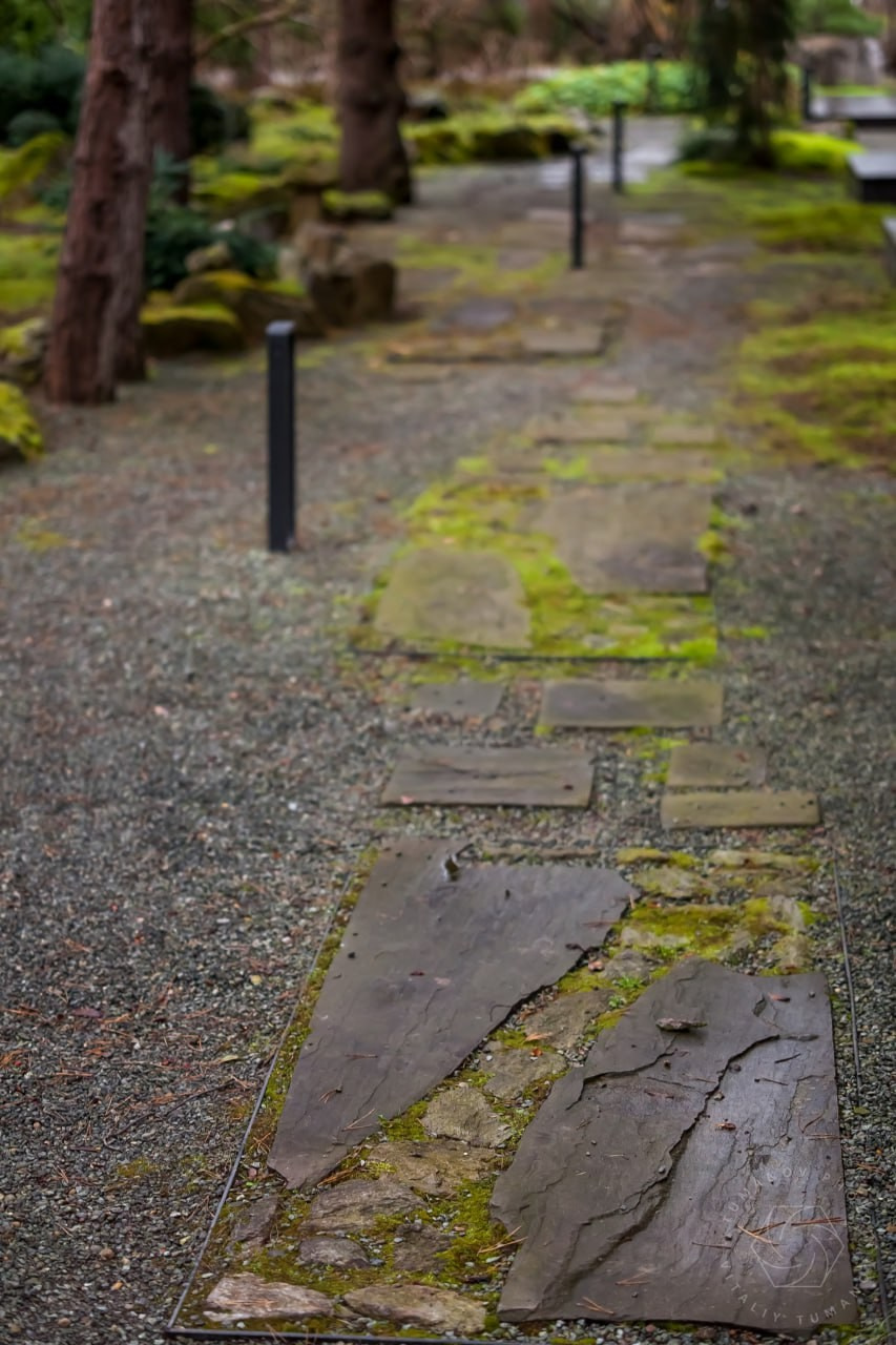 Сад мхов. Виталий Туманов — Ландшафтный фотограф