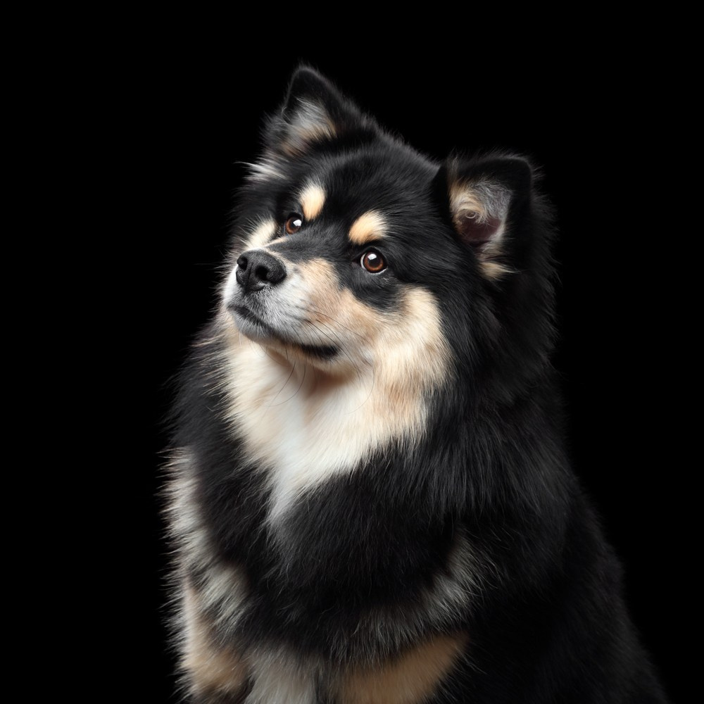 Фотосъемка собак в студии. Профессиональная фотосъемка домашних животных в Санкт-Петербурге. Фото