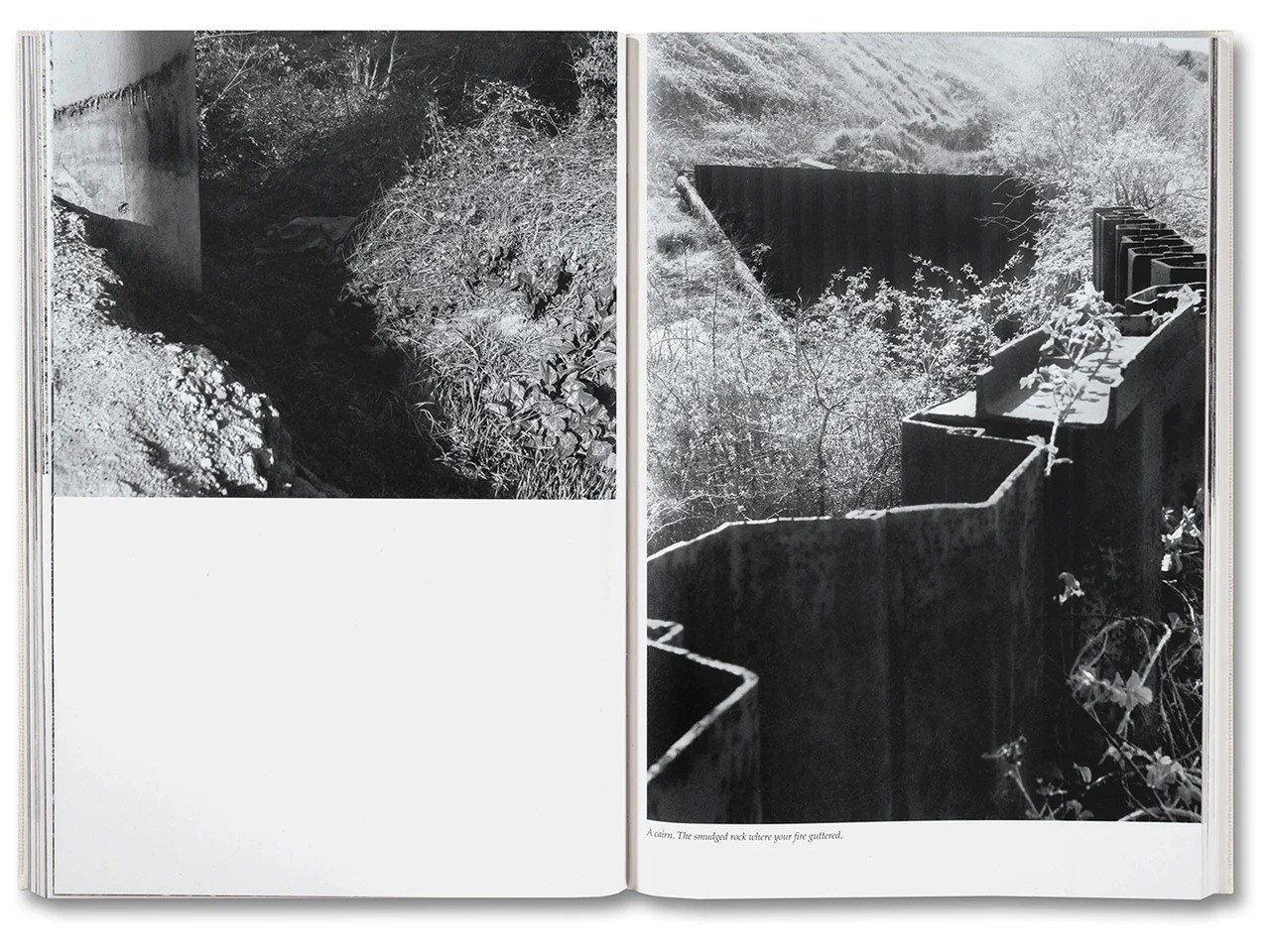 Кристина Сергеева: Делает ли красота фотографию искусством?. Самоорганизация Низина