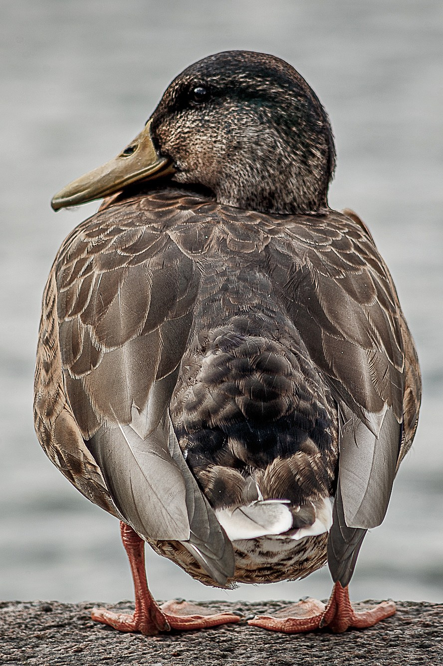 Животные. Портретный, интерьерный и фуд фотограф в Перми Иван Вострецов