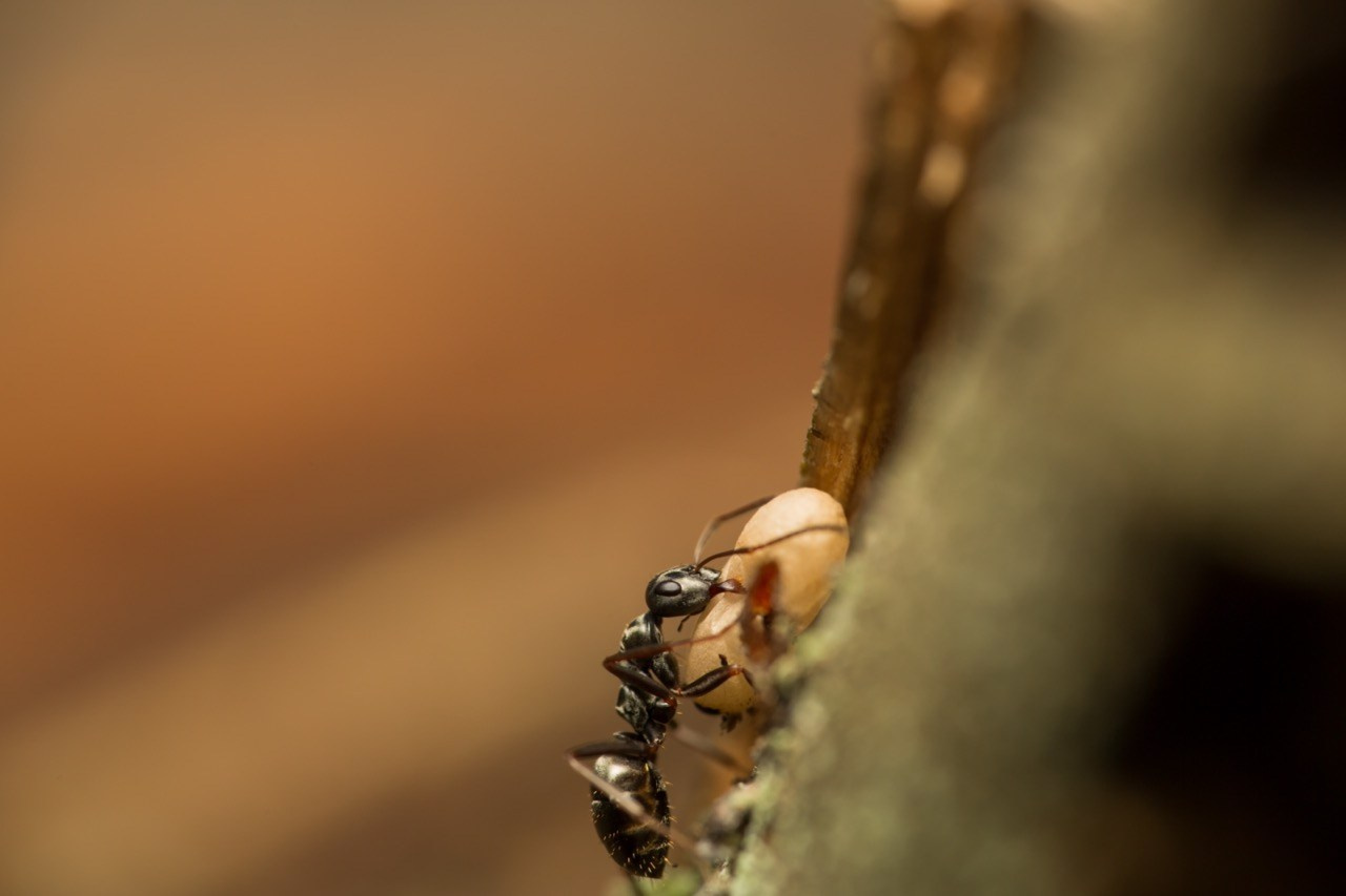 Забота о потомстве, Природа, Владислав Миронов, Москва