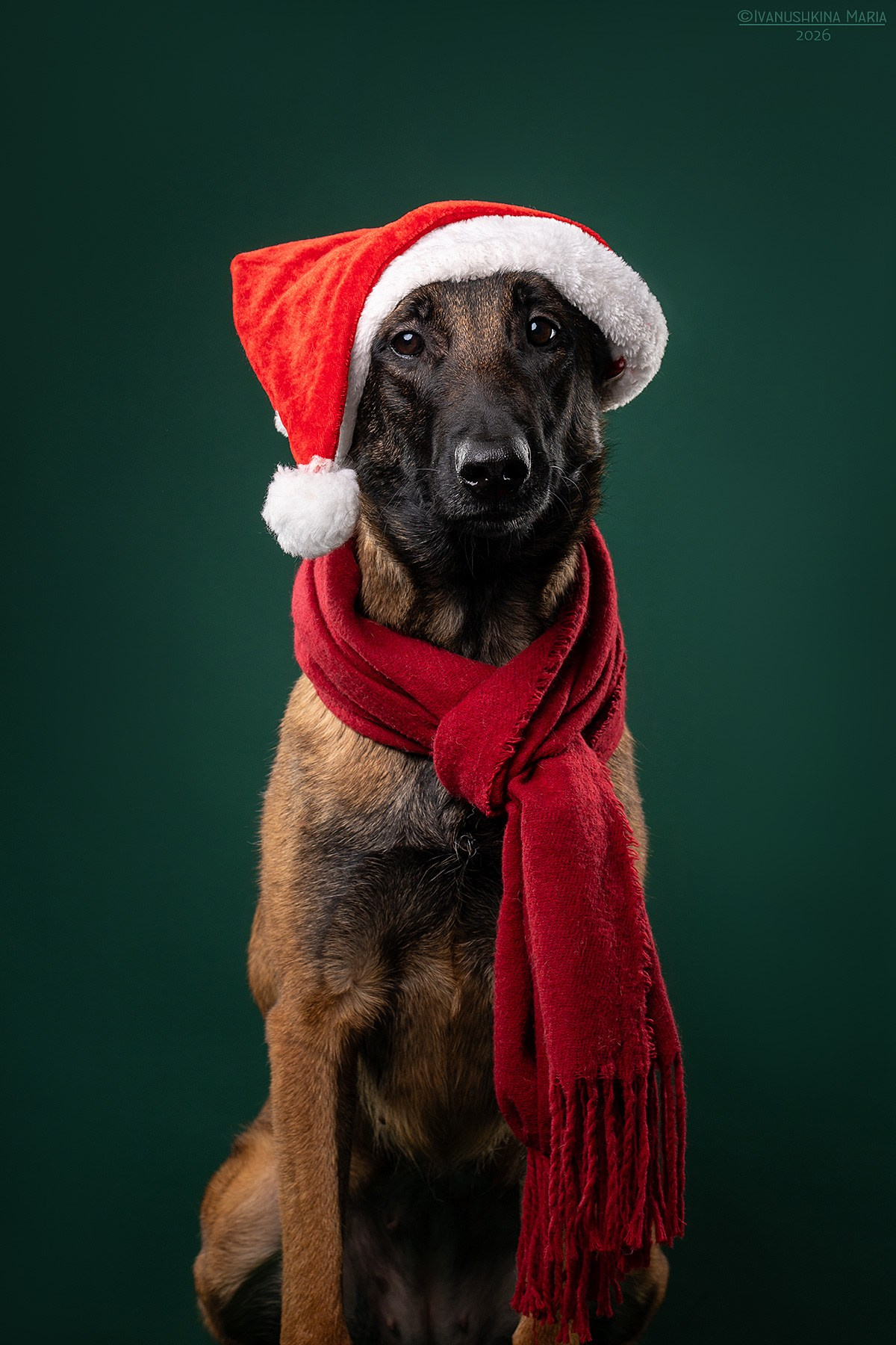 Фотосессия собаки в студии. Фотограф собак в Москве и Московской области Иванушкина Мария
