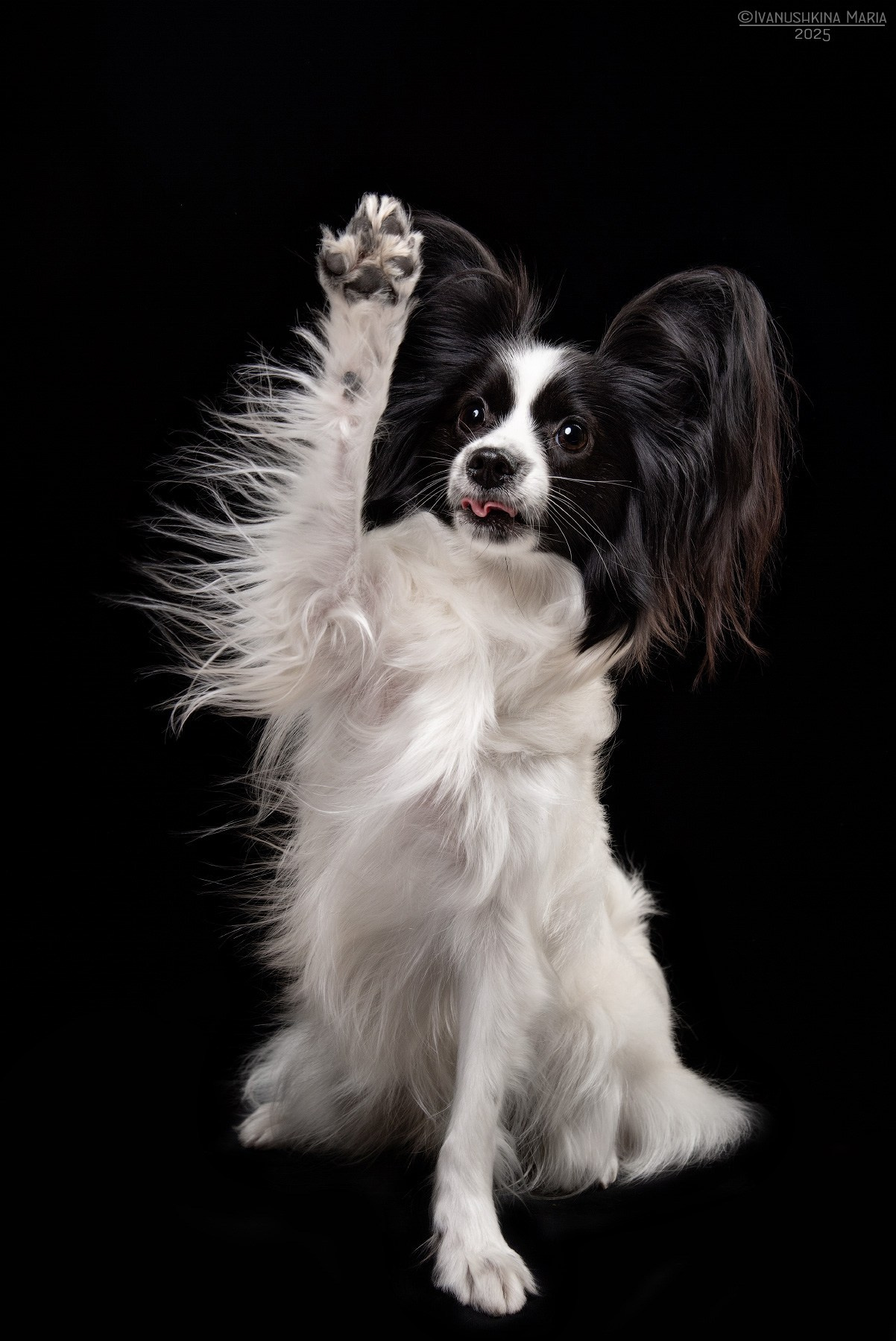 Фотосессия собаки в студии. Фотограф собак в Москве и Московской области Иванушкина Мария