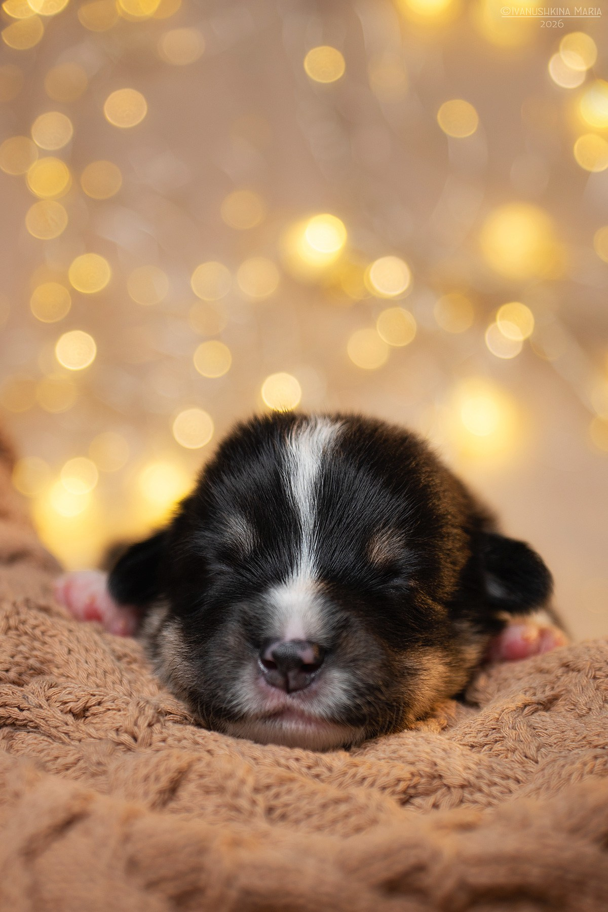 Ньюборн фотосессия щенков. Фотограф собак в Москве и Московской области Иванушкина Мария
