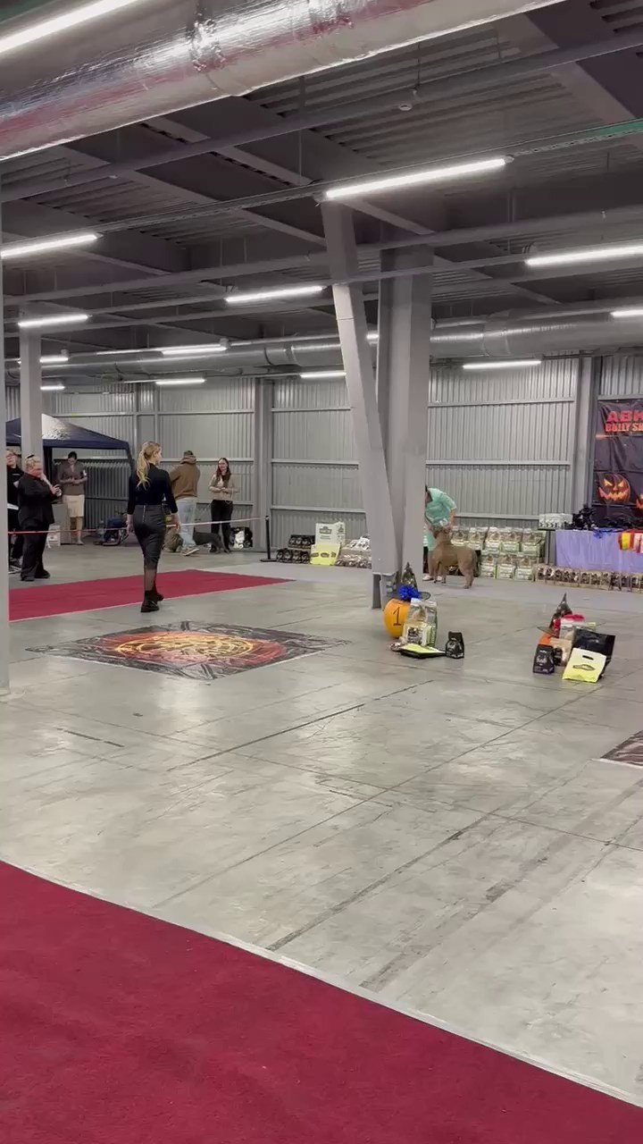 Участие в выставках. Американские булли XL в г. Калининград. Питомник Great Bully UNIVERSE