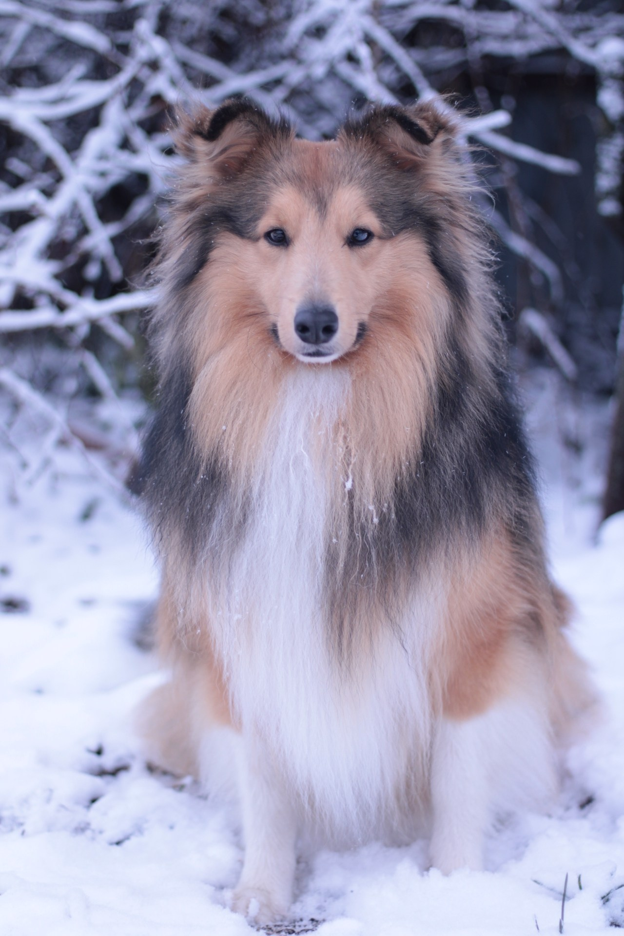 Арчи мой питомец шелти. Катя Попова|ЛайфСтайл фотограф