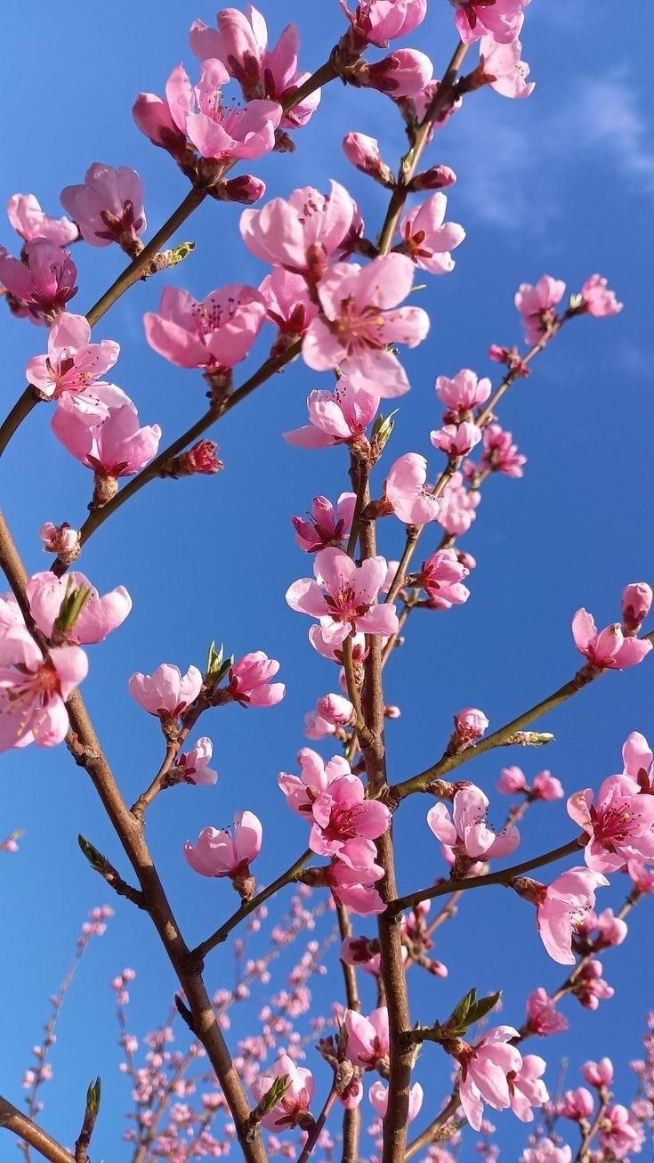 Best cherry blossom spots in Busan Samnak Ecological Park photoshoot. Guide des meilleurs endroits pour voir les cerisiers en fleurs à Busan Corée du Sud