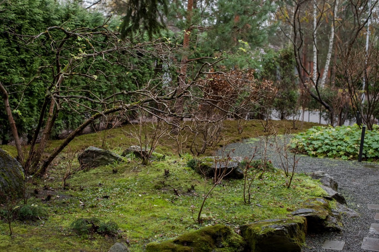 Сад мхов. Виталий Туманов — Ландшафтный фотограф