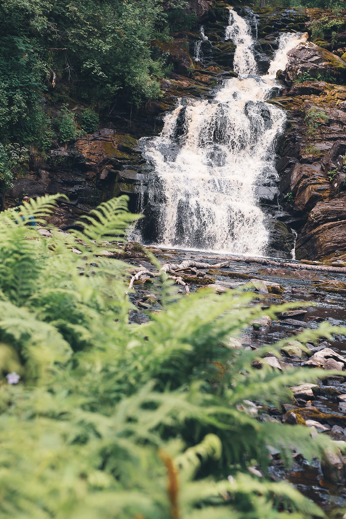 Карелия. Фотограф-анималист Наталья Светличная