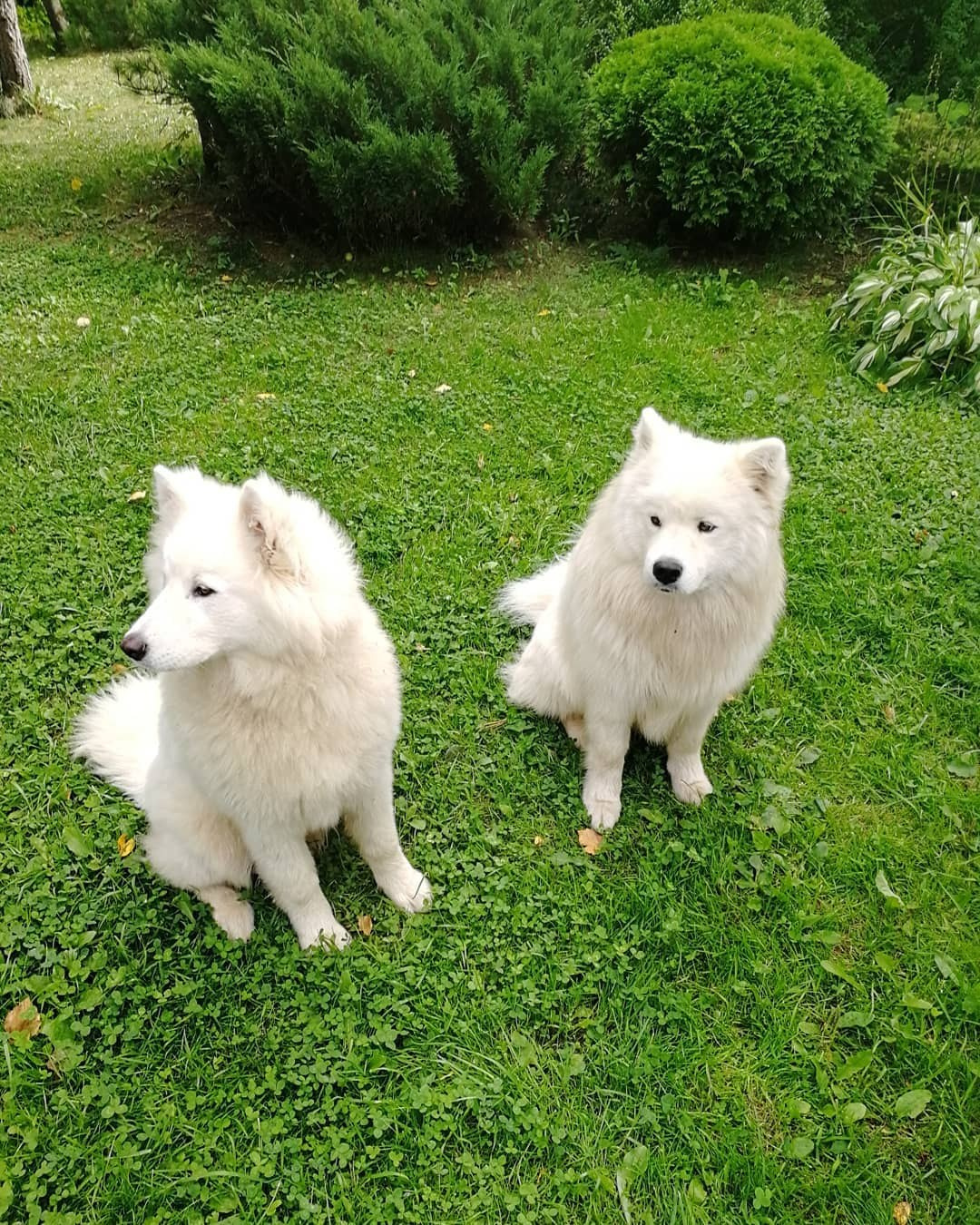 Anka`s Instagram. Заставка