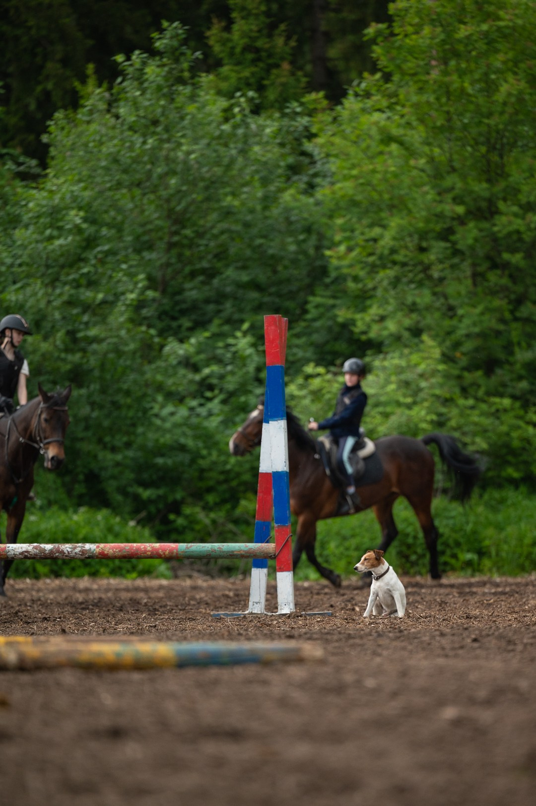 Конюшня. Мир живой фотографии о Вас и для Вас