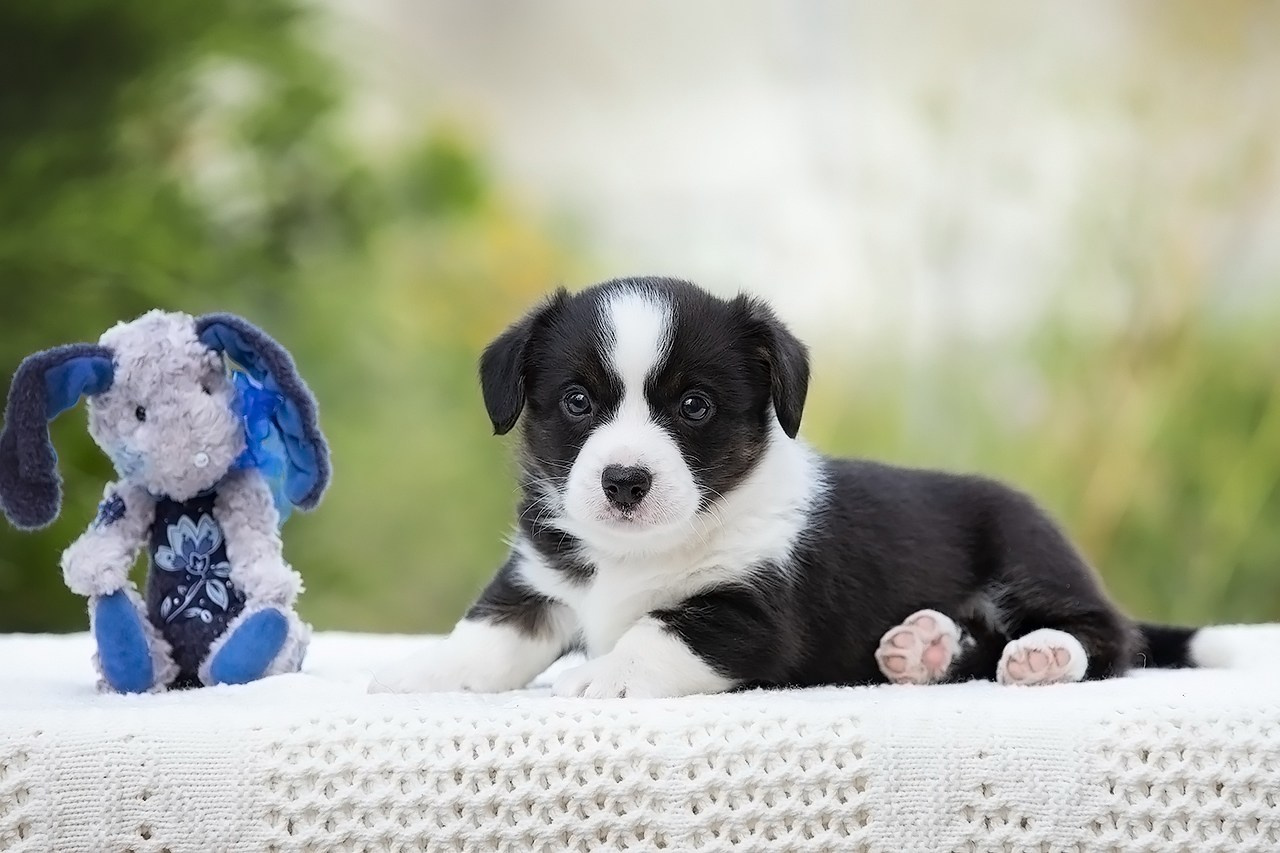 СЪЁМКА ЩЕНКОВ. Фотограф — анималист в Туле Юлия Лето
