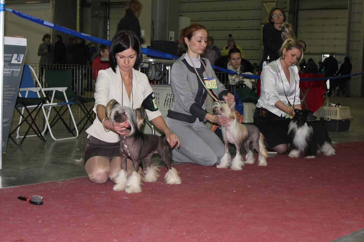 Нерону (Zlato Dinastii Neron) — 14 лет. Поздравляем тебя, наш знаменитый папа!. Питомник китайских хохлатых собак Poale Ell: купить щенка