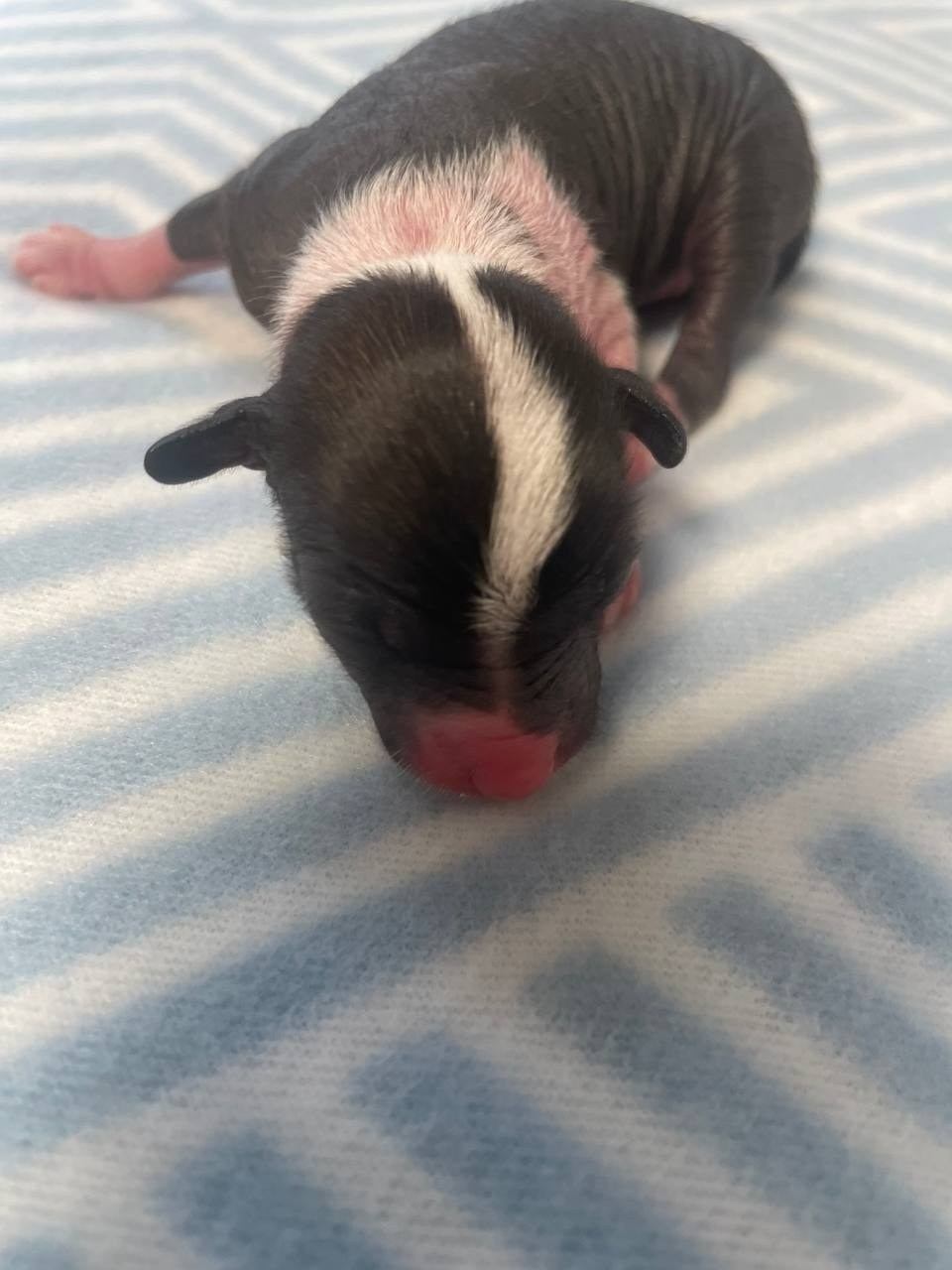 D2 День Рождения