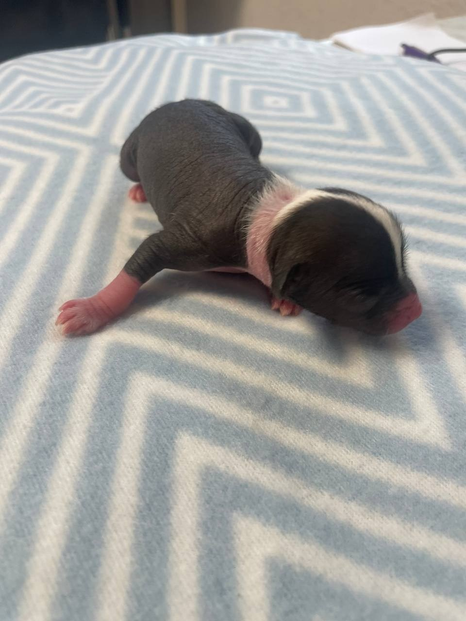 D2 День Рождения