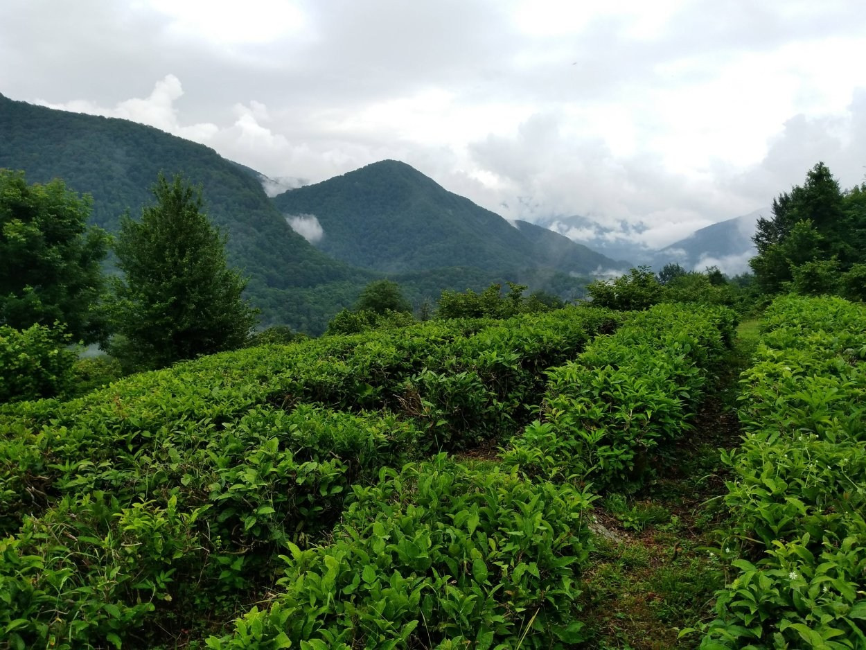 КРАСИВЫЕ МЕСТА В СОЧИ. Свадебный и семейный фотограф/видеограф в Краснодаре Наталья Осинская