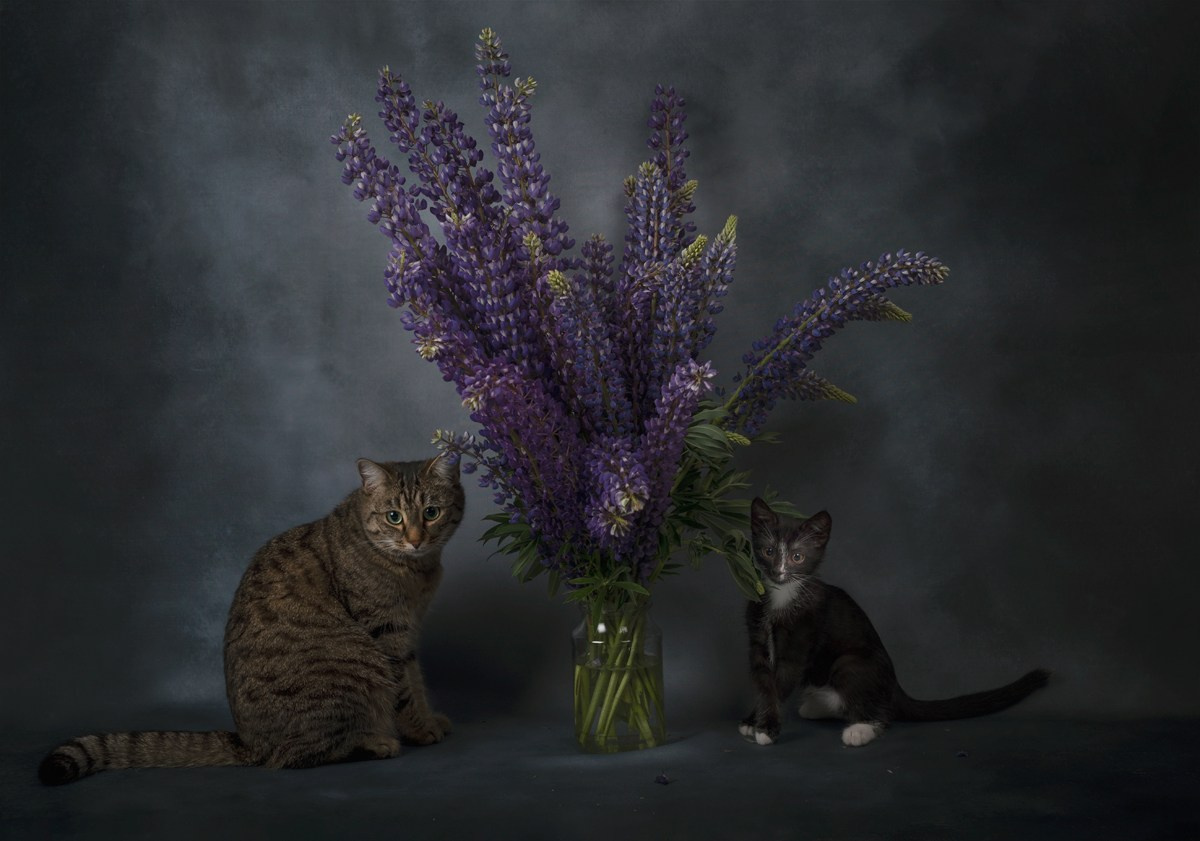 Разное. Фотограф Александр Чазов