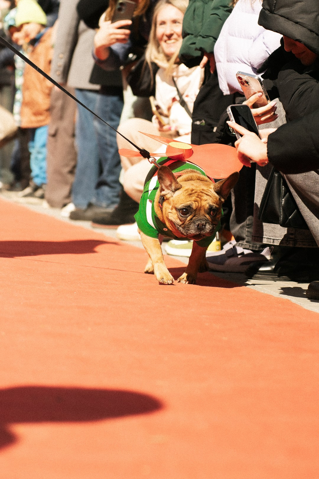 Парад Бульдогов. Axenov_eugene