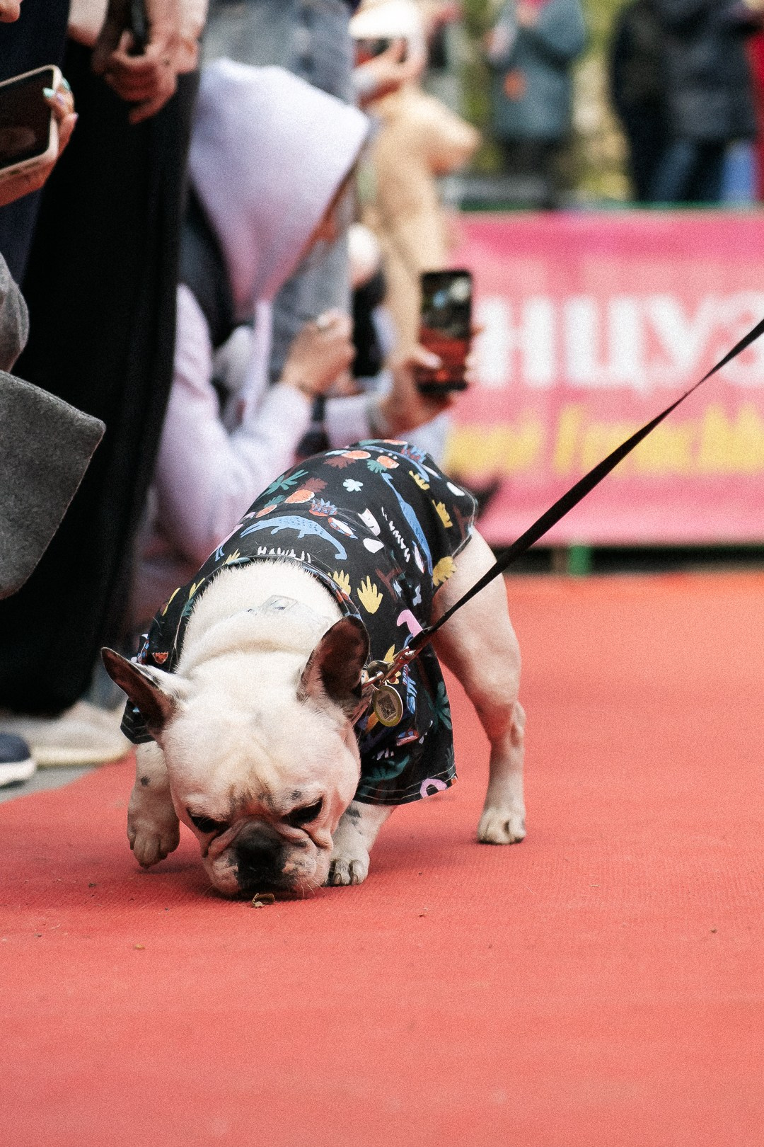 Парад Бульдогов. Axenov_eugene