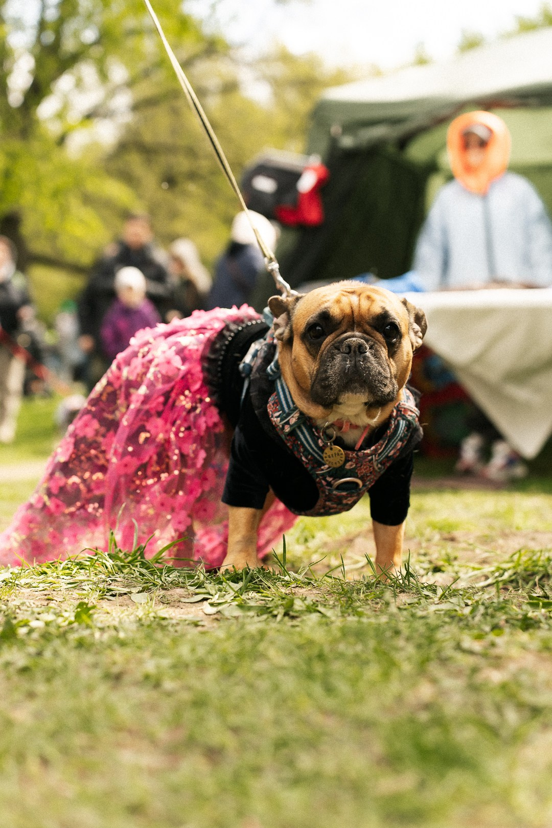 Парад Бульдогов. Axenov_eugene