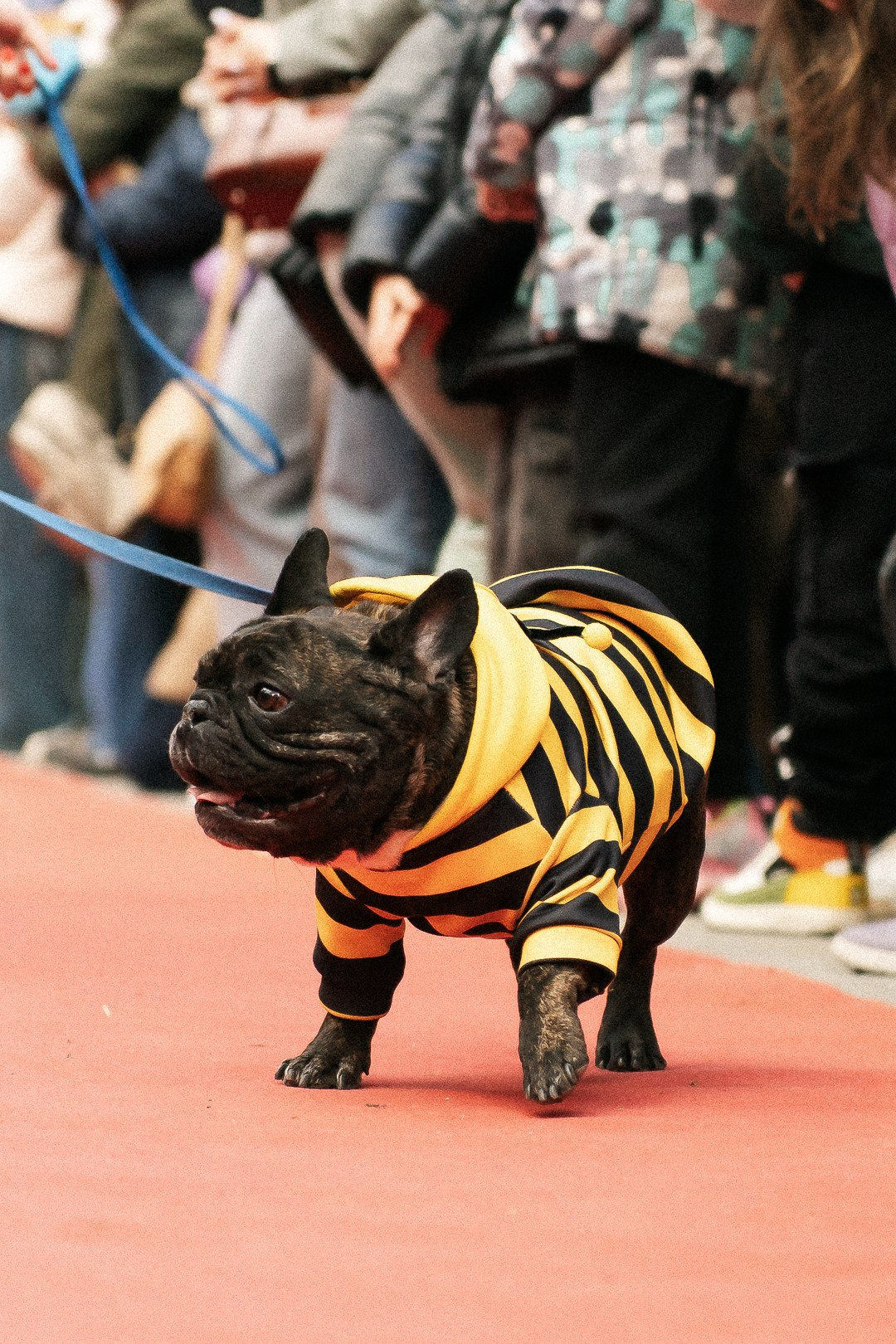 Парад Бульдогов. Axenov_eugene