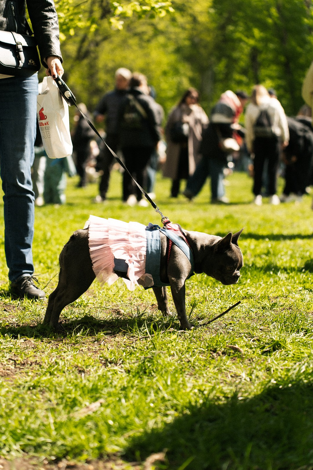 Парад Бульдогов. Axenov_eugene
