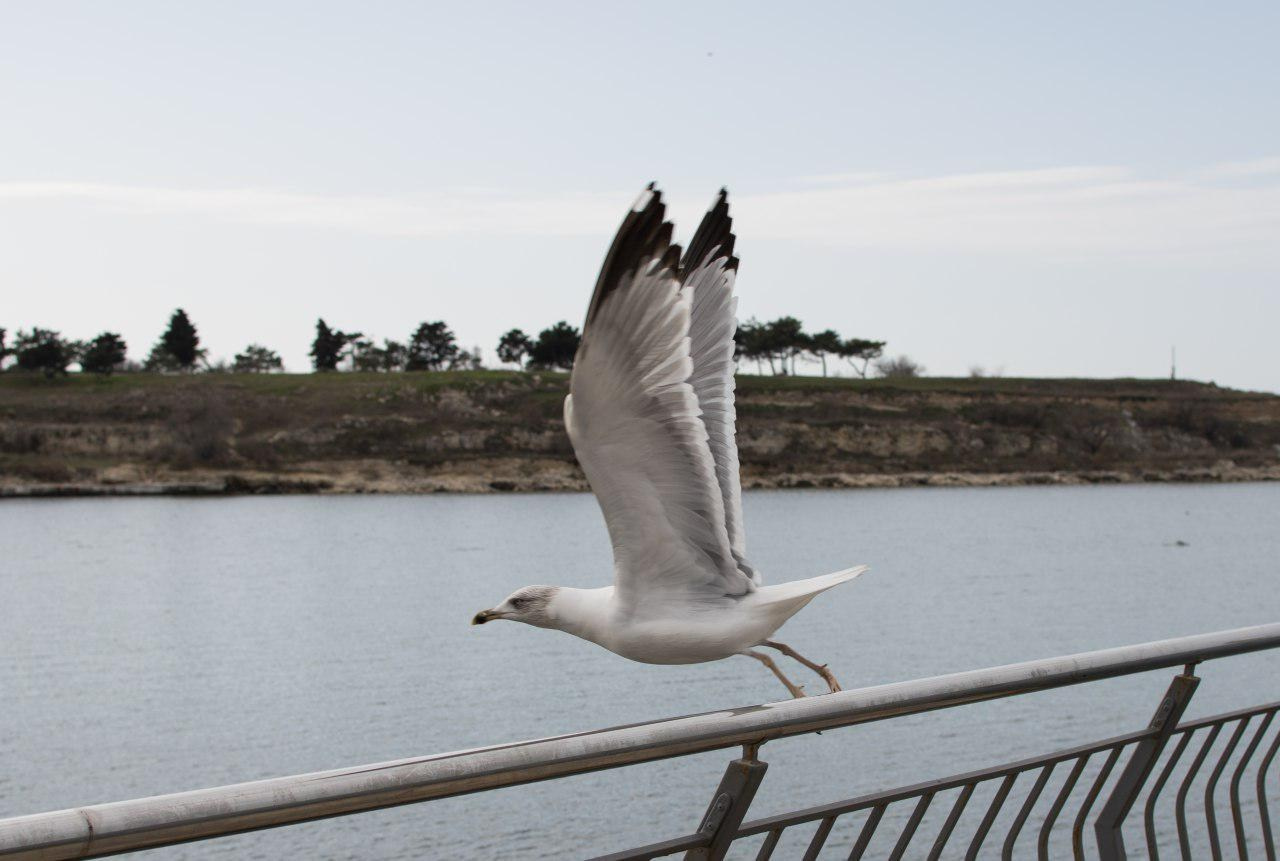 История одного Шарика. Психолог в Севастополе Виктория Шелест
