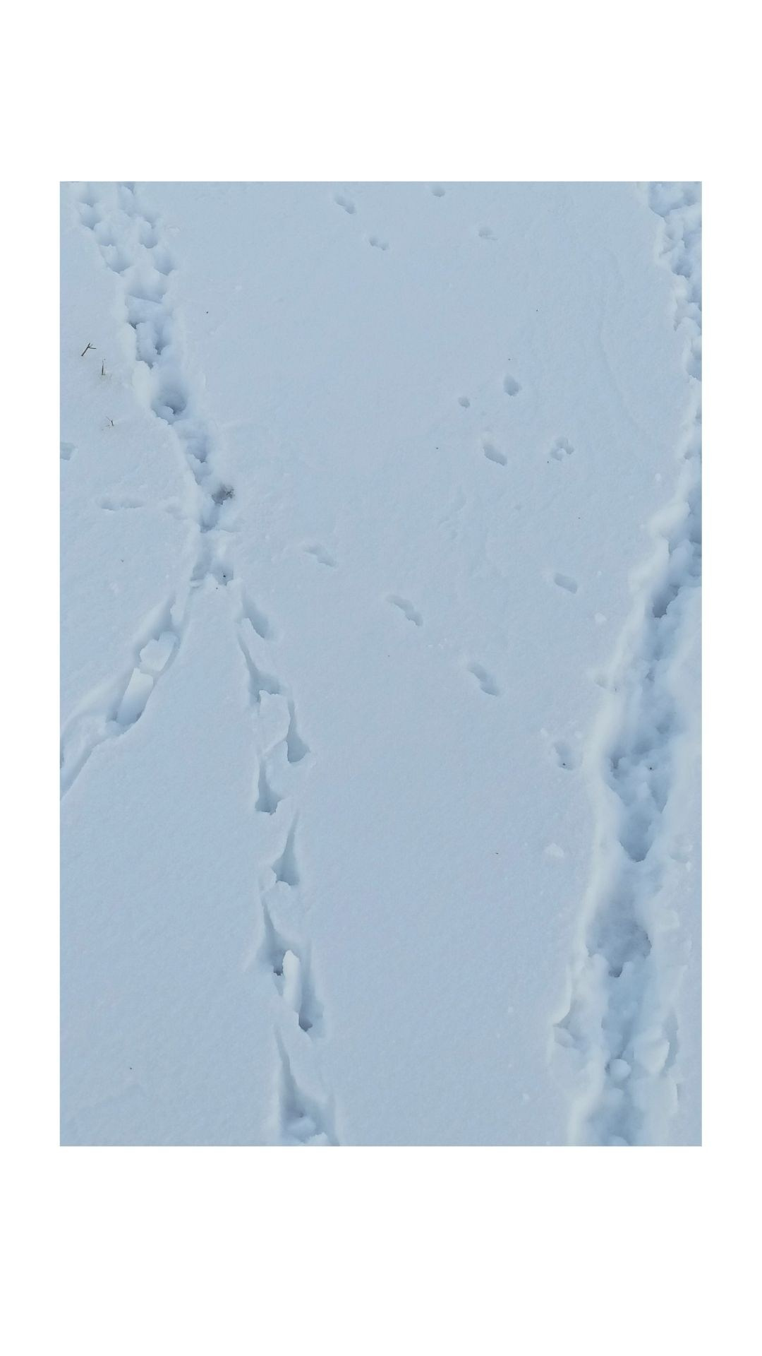 Зима по-сибирски. Главная