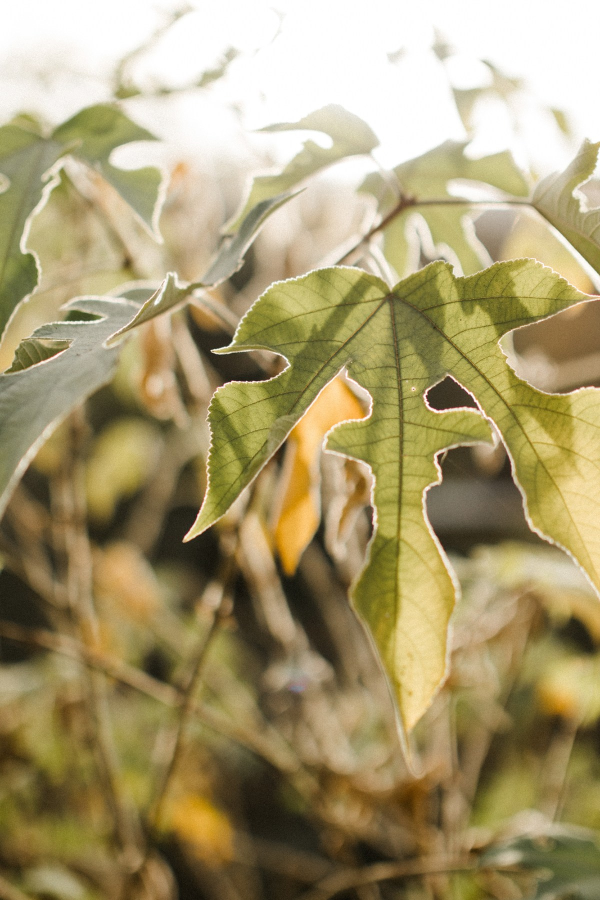 Jenya. Anastasia Blud Photography