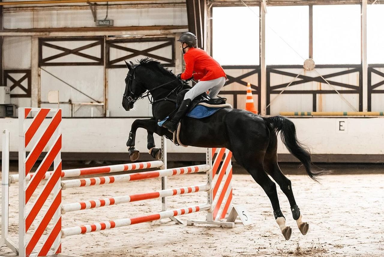 Квалификационные соревнования Московской области по конкуру КСК «Белая Дача». Конный фотограф Куракина Дарья • Фотосессии с лошадьми