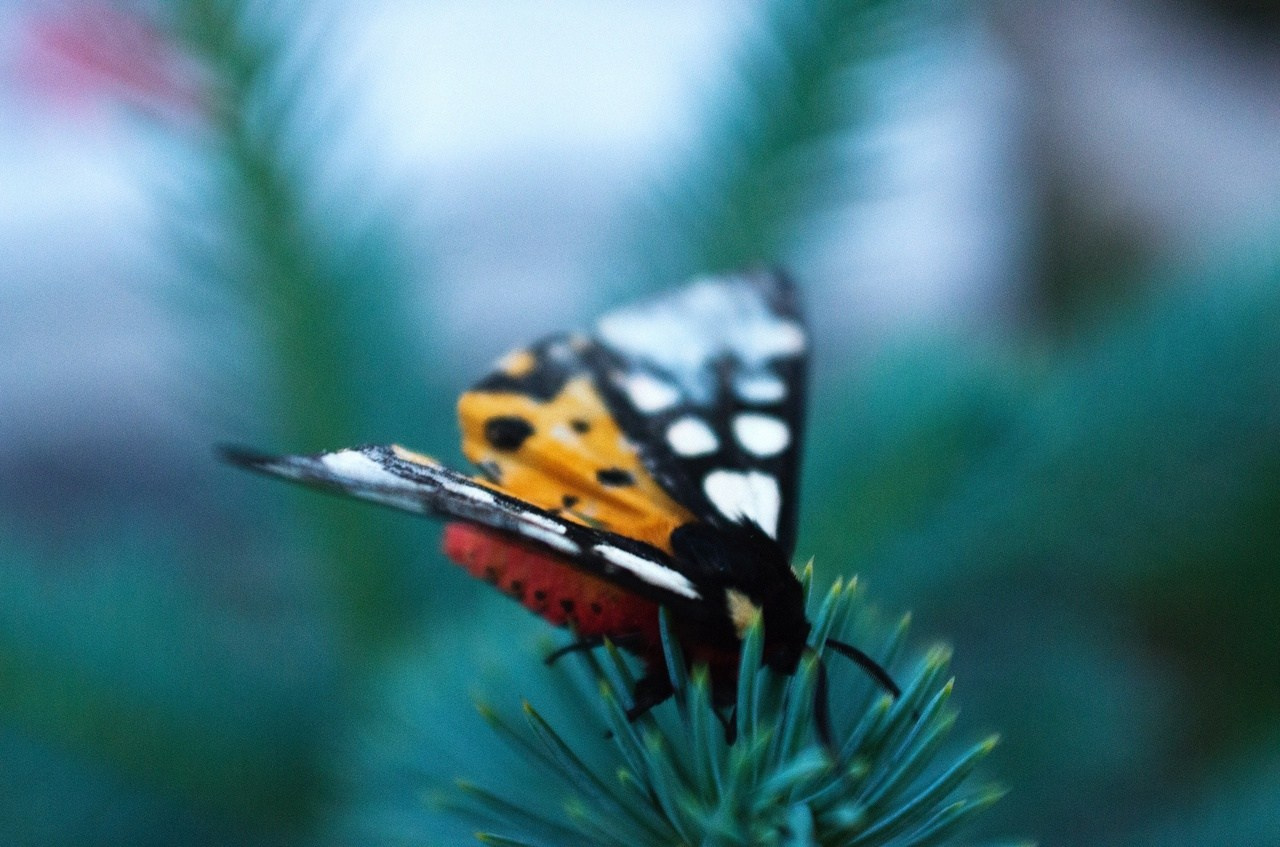 Дары Природы. Sreda fotoArt