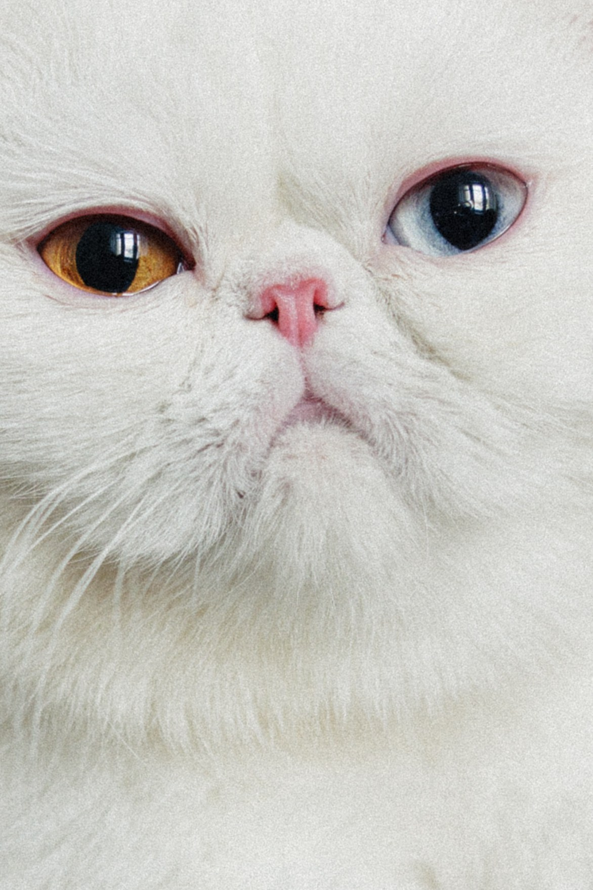 Оля и Лёша. Свадебный фотограф Москва и ЮГ