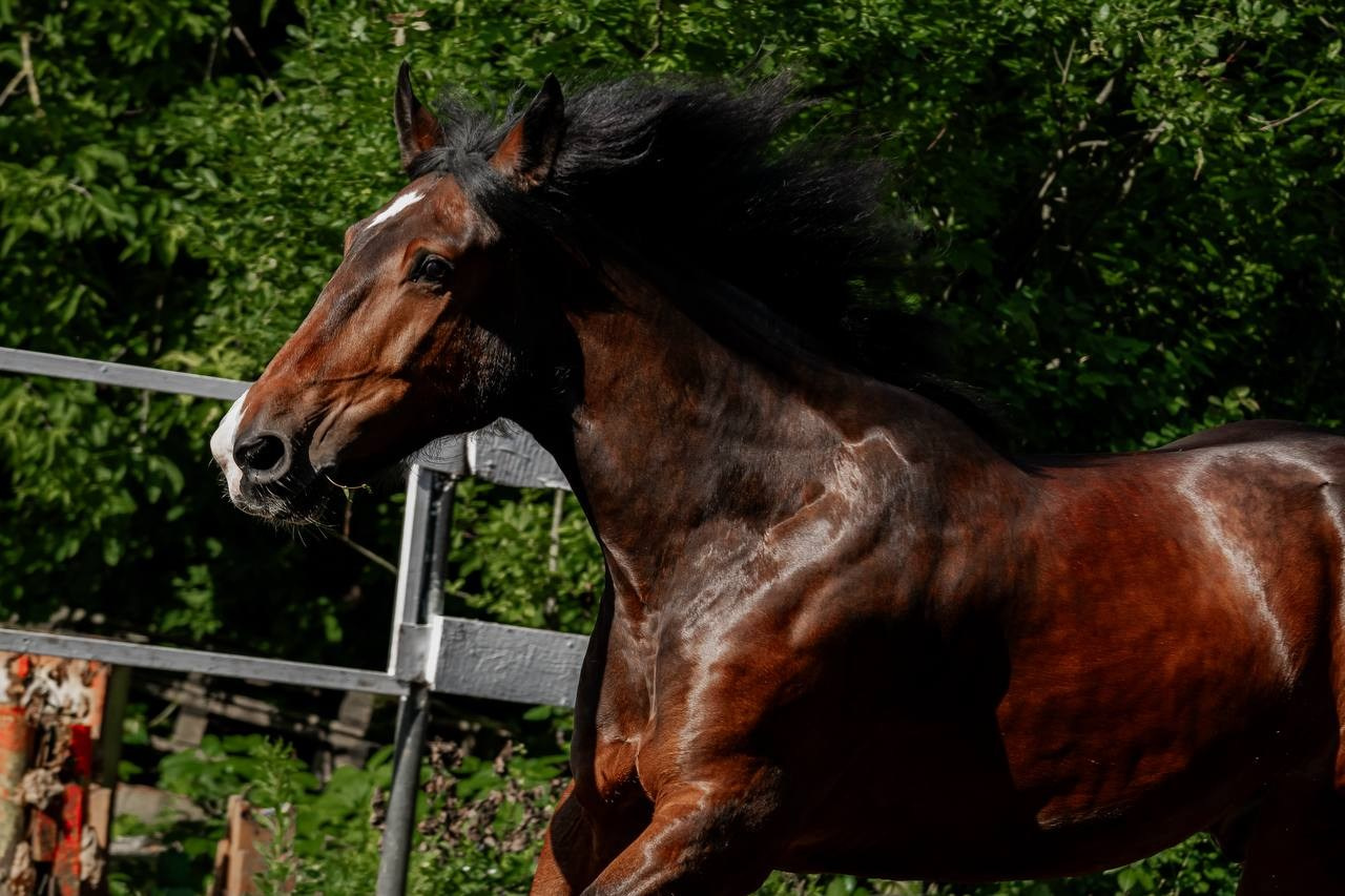 Нюра летом бегал. Куракина Дарья • Конный фотограф