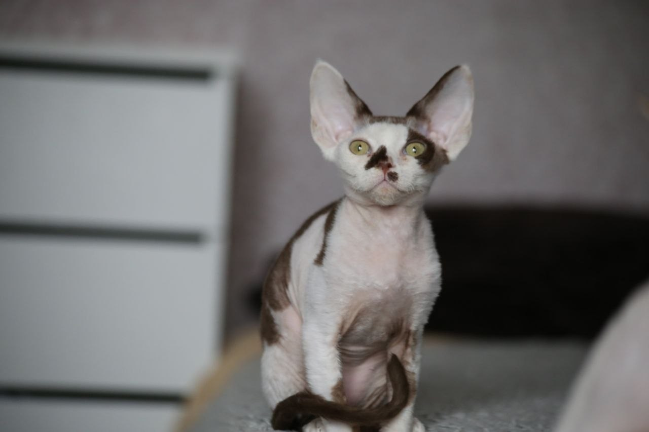 💜DRX b 03 котик Nevskiy Favorite Kitsune🔥🔥🔥готов к резерву 🧿 д/р 21.11.25. Nevskiy Favorite — питомник девон-рексов в Санкт-Петербурге. Здоровые, ласковые и редкие котята