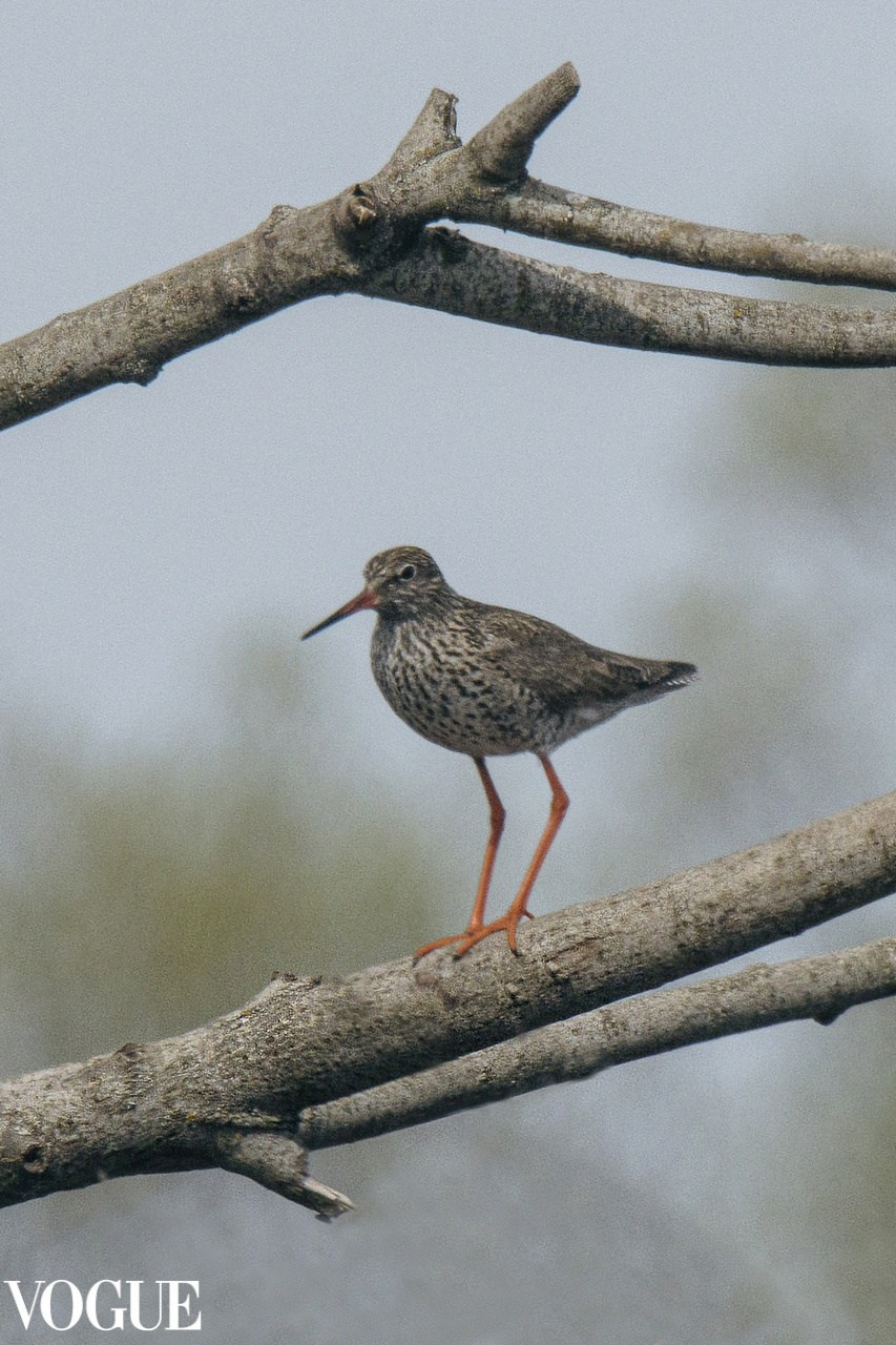 PhotoVogue. Фотографии Лены Соколовой