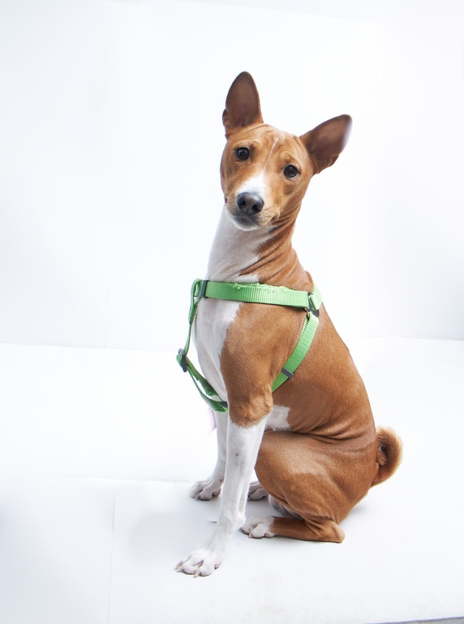 Фотосессия для сайта Ветеринарной клиники. Персональный и коммерческий фотограф в Тюмени Полина Лапардина