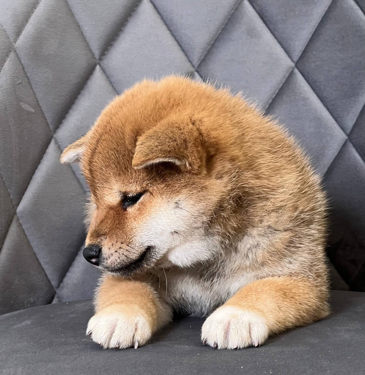 сиба питомник Рубилайт щенки на продажу rubylight  сиба щенки купить СПб Санкт-Петербург 