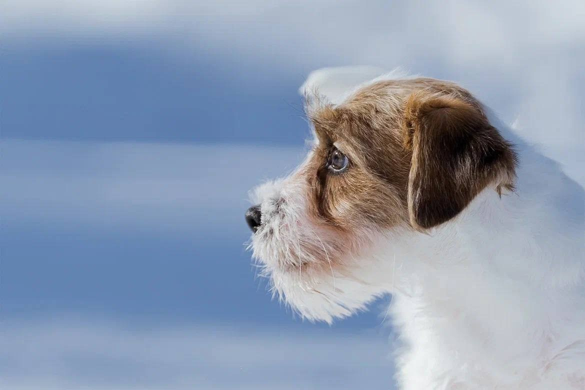 Сука 3. Lovely-Orange питомник джек рассел терьеров