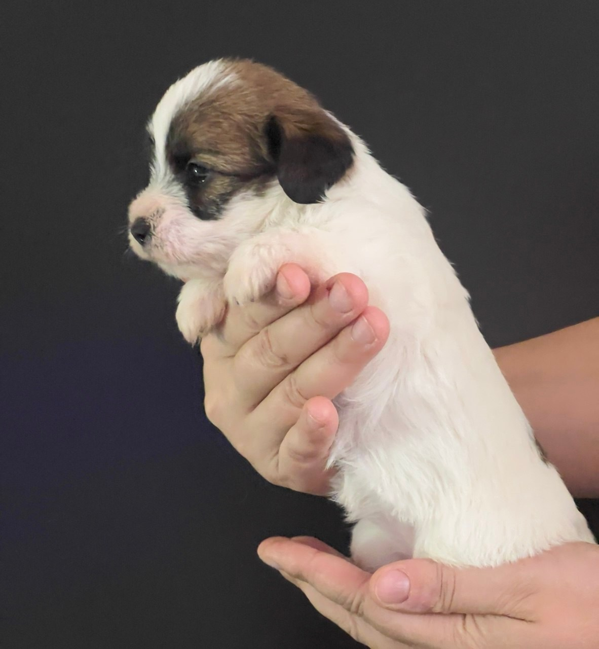 Сука 1. Lovely Orange kennel Jack Russell Terrier FCI/RKF